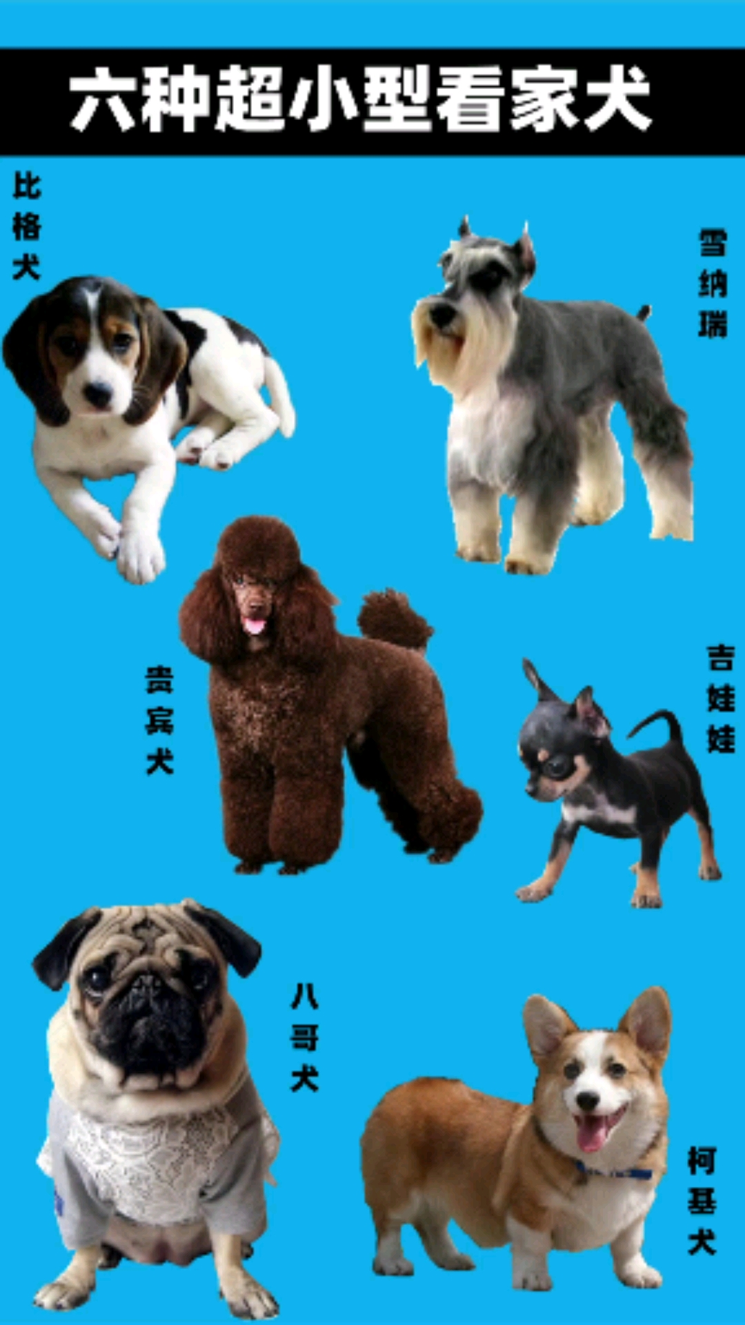 六种超小型家庭护卫犬,体型小却超顾家,城市和农村的两用犬-度小视