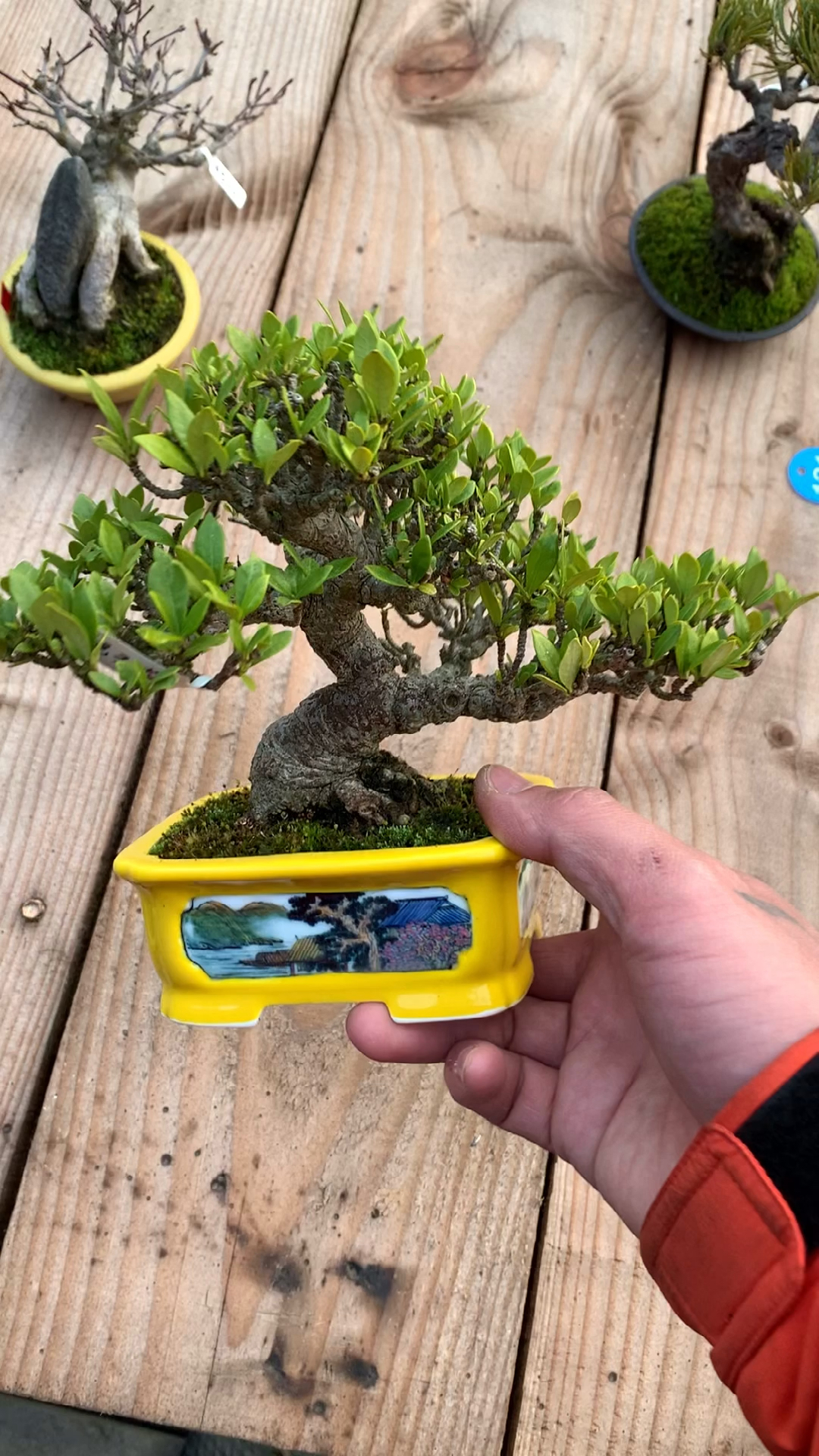 清誉栀子花盆景