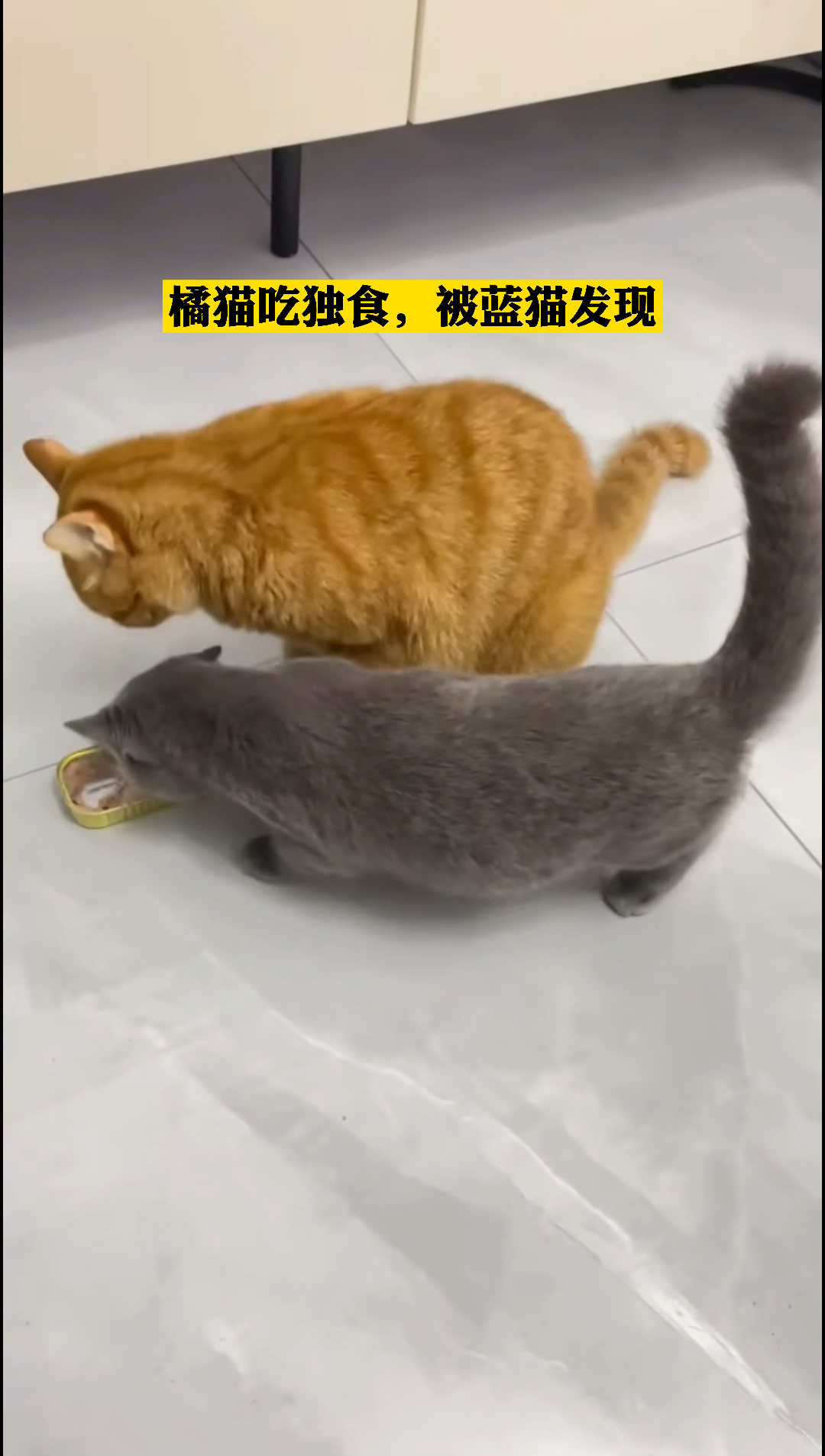 橘猫吃独食,被蓝猫发现,也只能见面分一半?