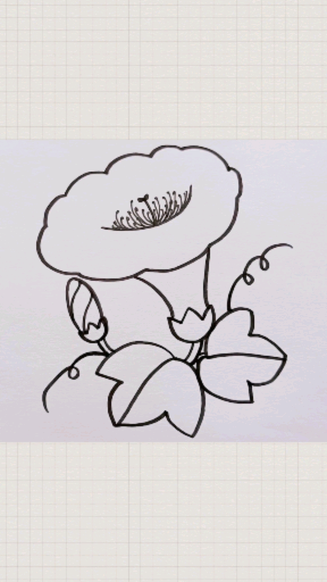 简笔画#牵牛花简笔画