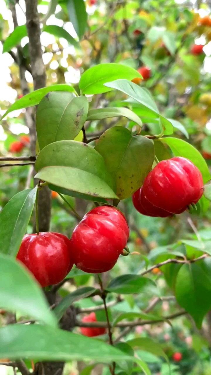 優質農產品#巴西紅果吉祥燈籠果果實如紅燈籠高高掛.-度小視