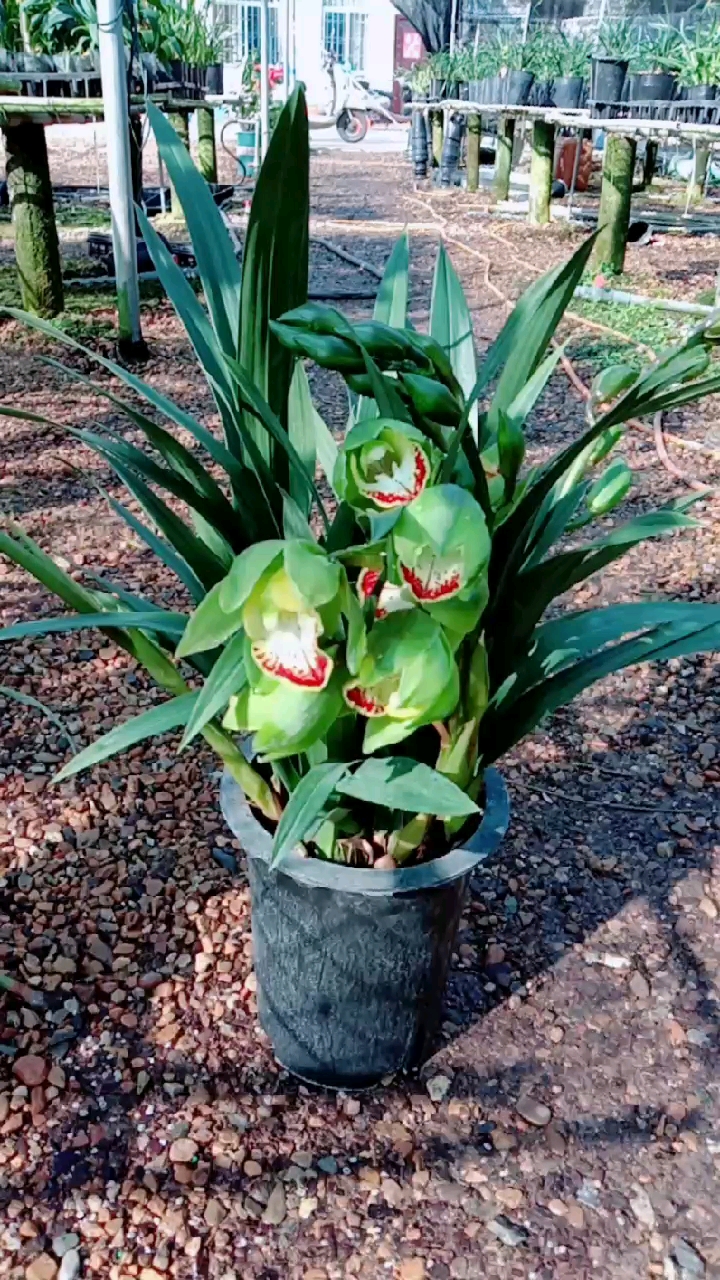 大花蕙兰玉观音带花,喜欢的联系!