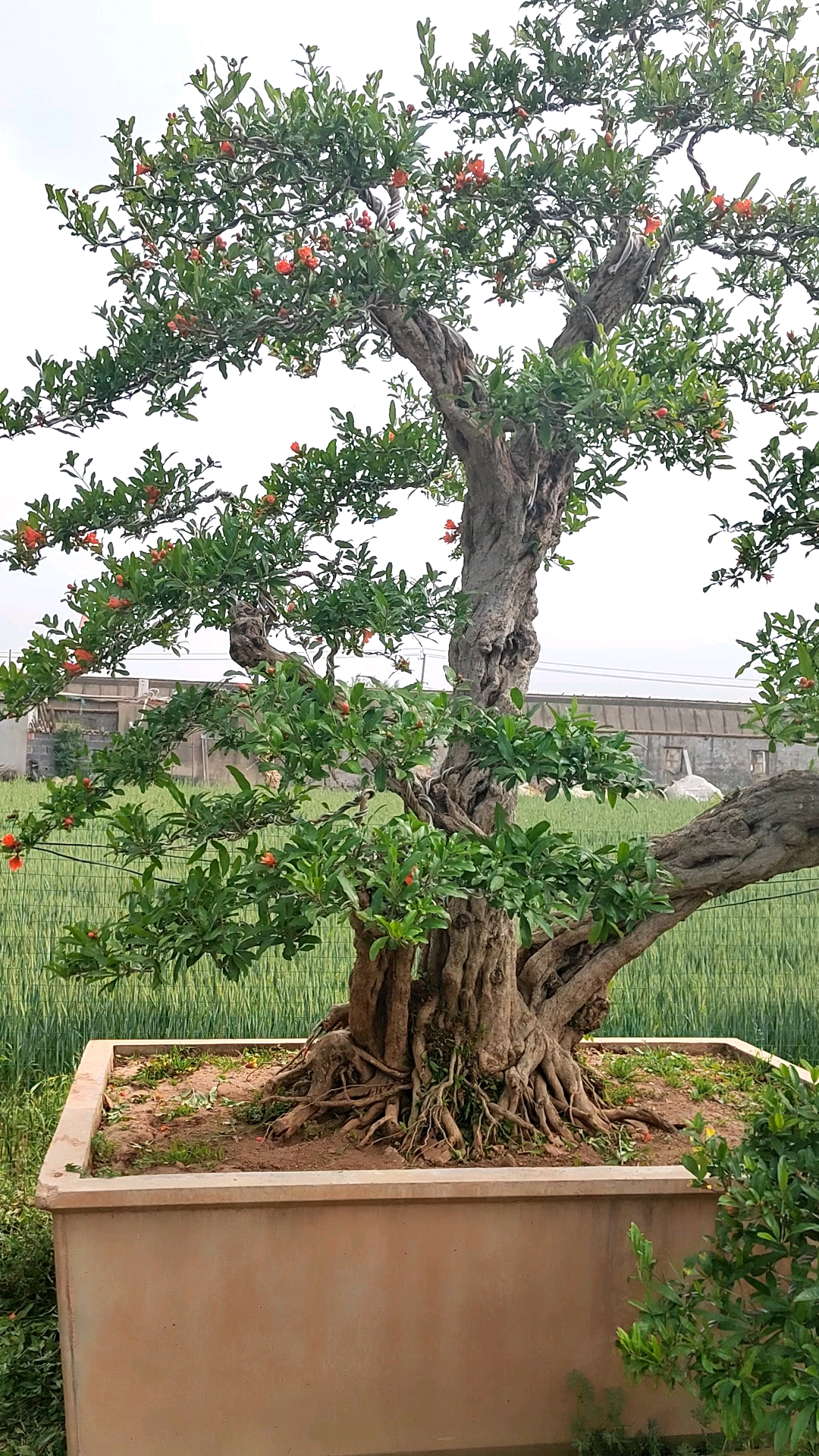 石榴盆景#庭院造型石榴树