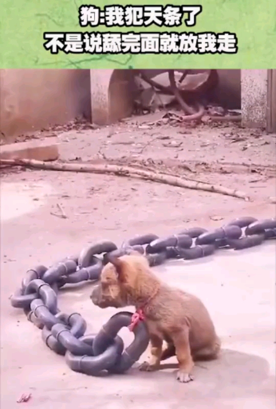 我要上热门狗娃子气坏了但很无奈只是自言自语的说这不是人干的事