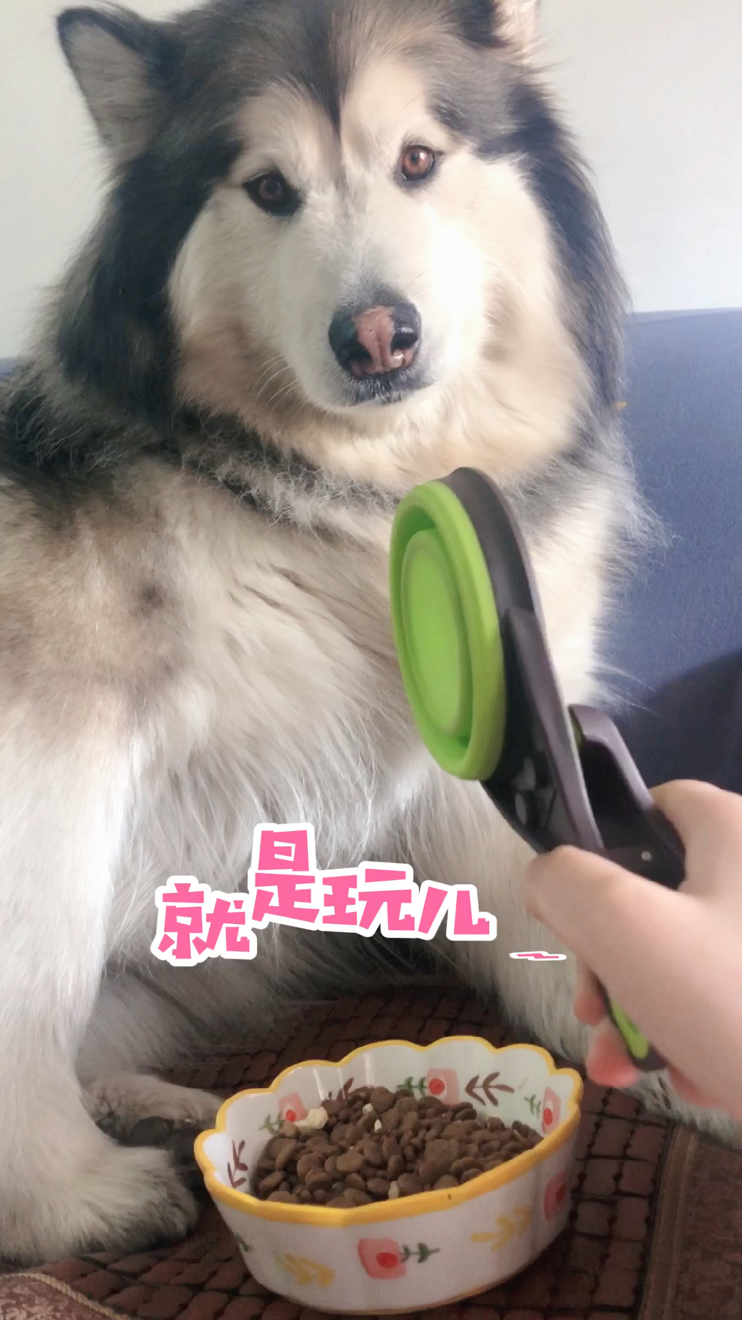 家有萌宠#这狗子一天天的尽逗我玩儿!