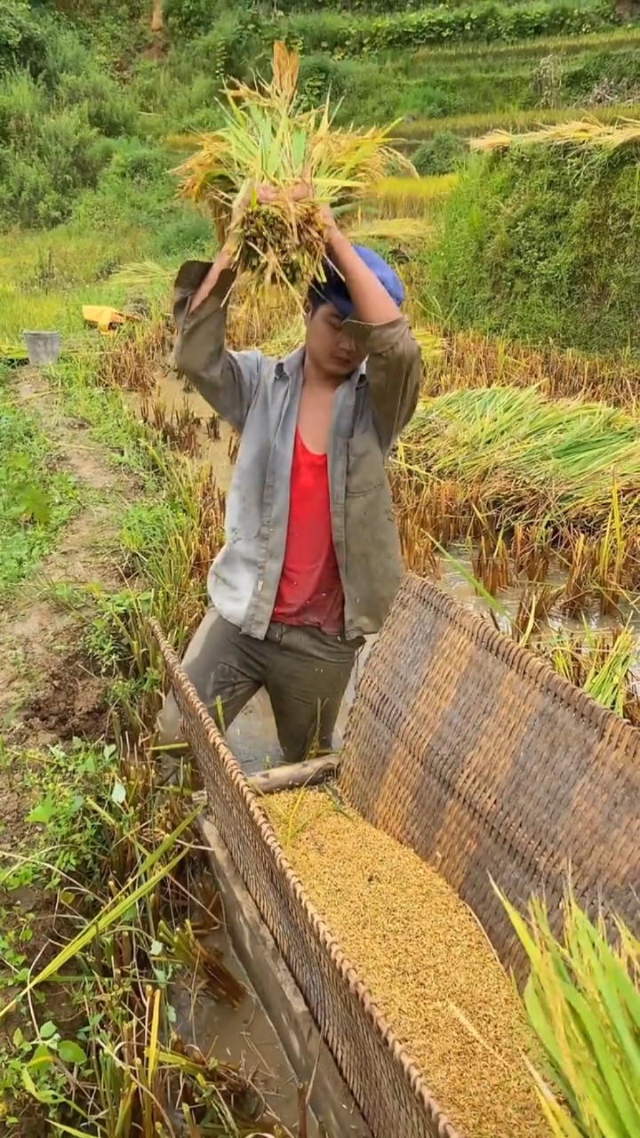 城里人在山区农村收稻谷你觉得它收稻谷如何呢