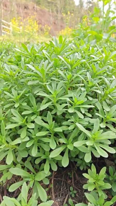 草药养心草,别名金不换,费菜等.食用既美味又养心!