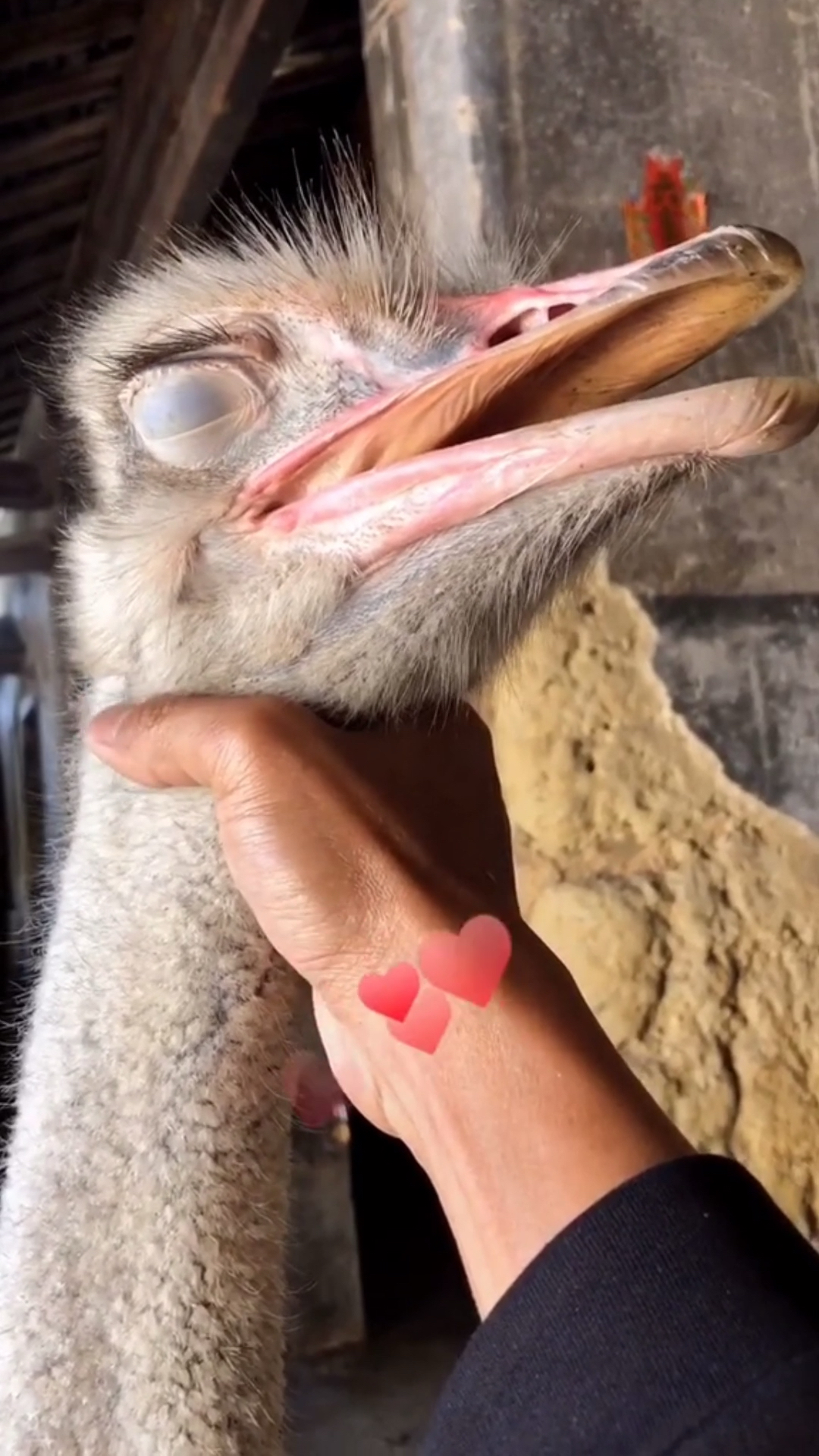 开关一按,鸵鸟睡着了.