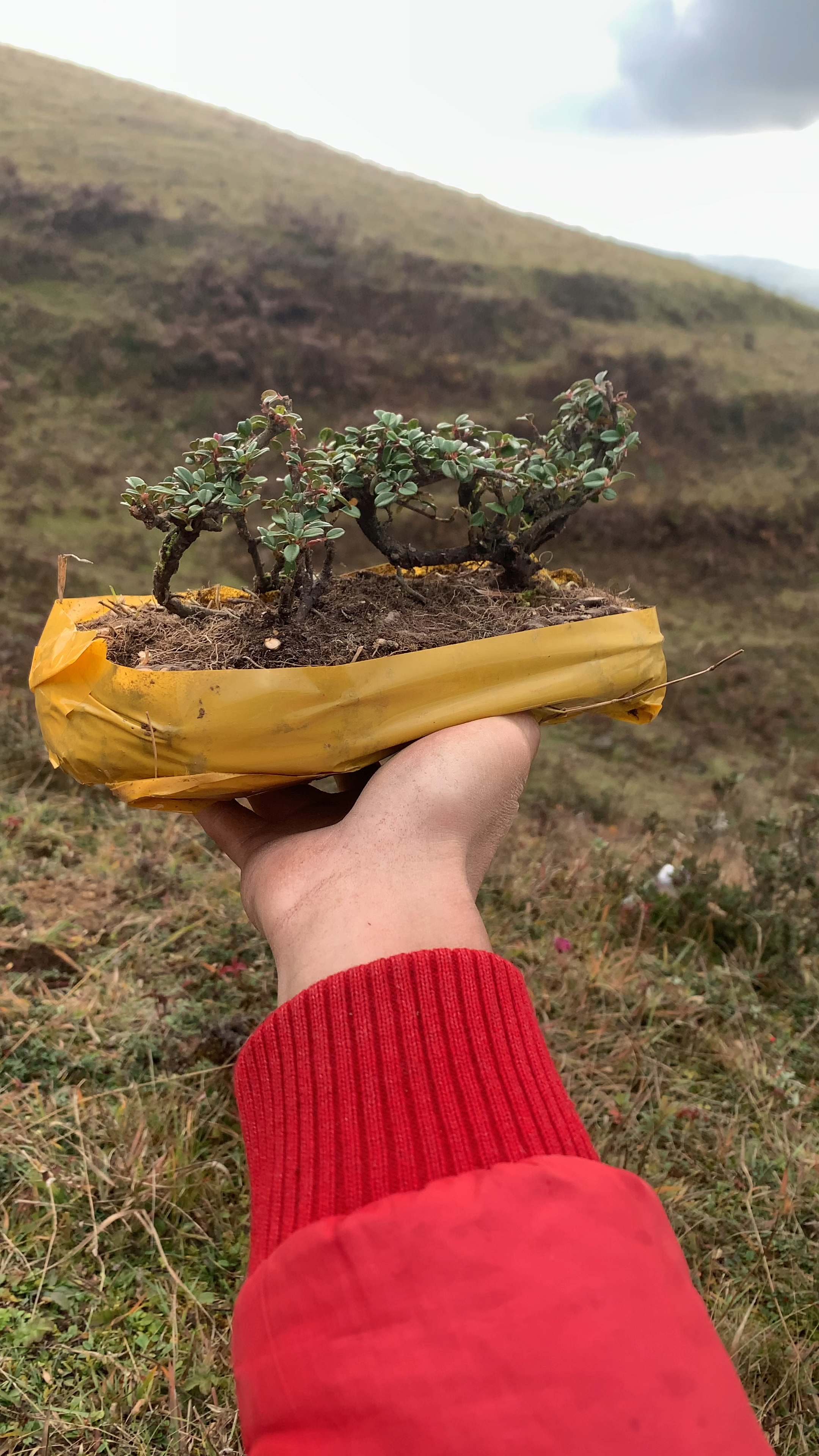 荀子白花珍珠大果