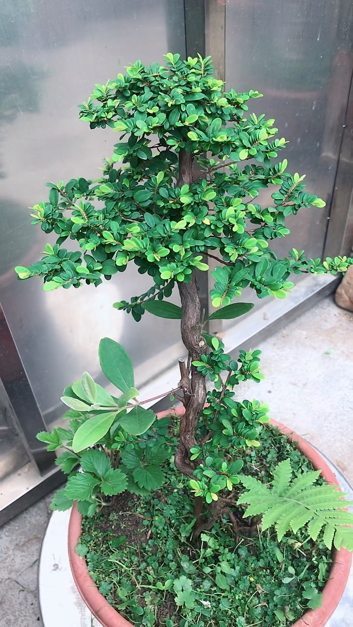 山格木,生长的非常缓慢.