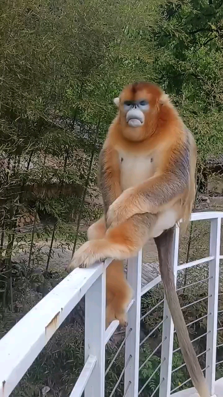 猴子说:倒是拿吃的啊,光拍