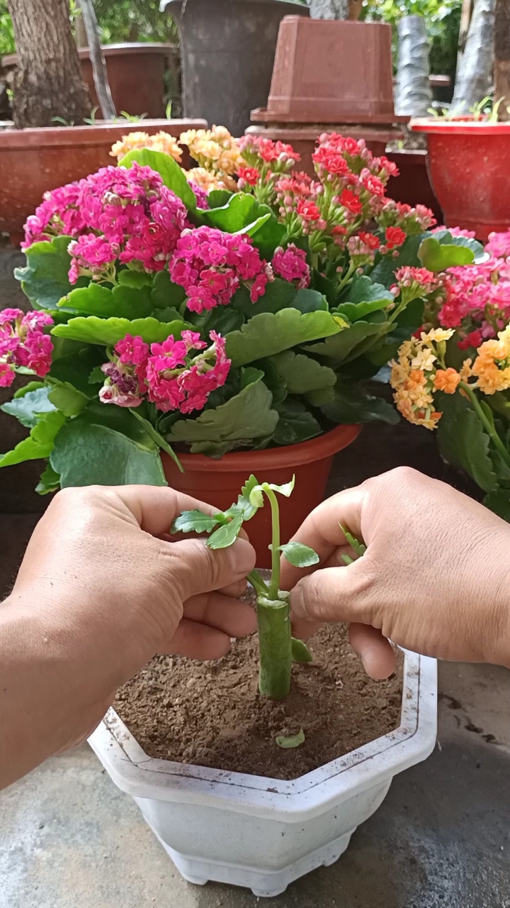 嫁接技术#劈接三色长寿花技术,成活率极高,一般人不会