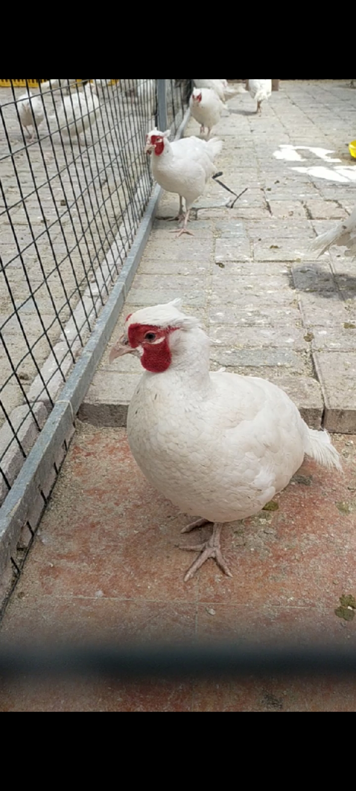 白化山鸡,青铜火鸡