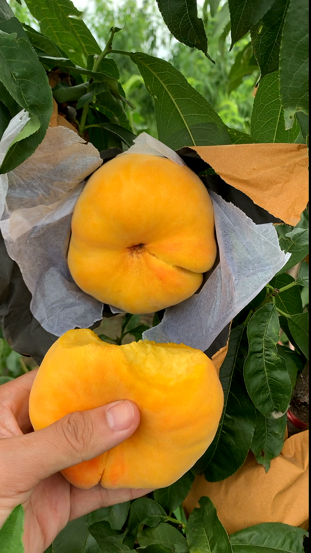 黄肉油蟠桃"中蟠17号"上市蟠桃中的"巨无霸"