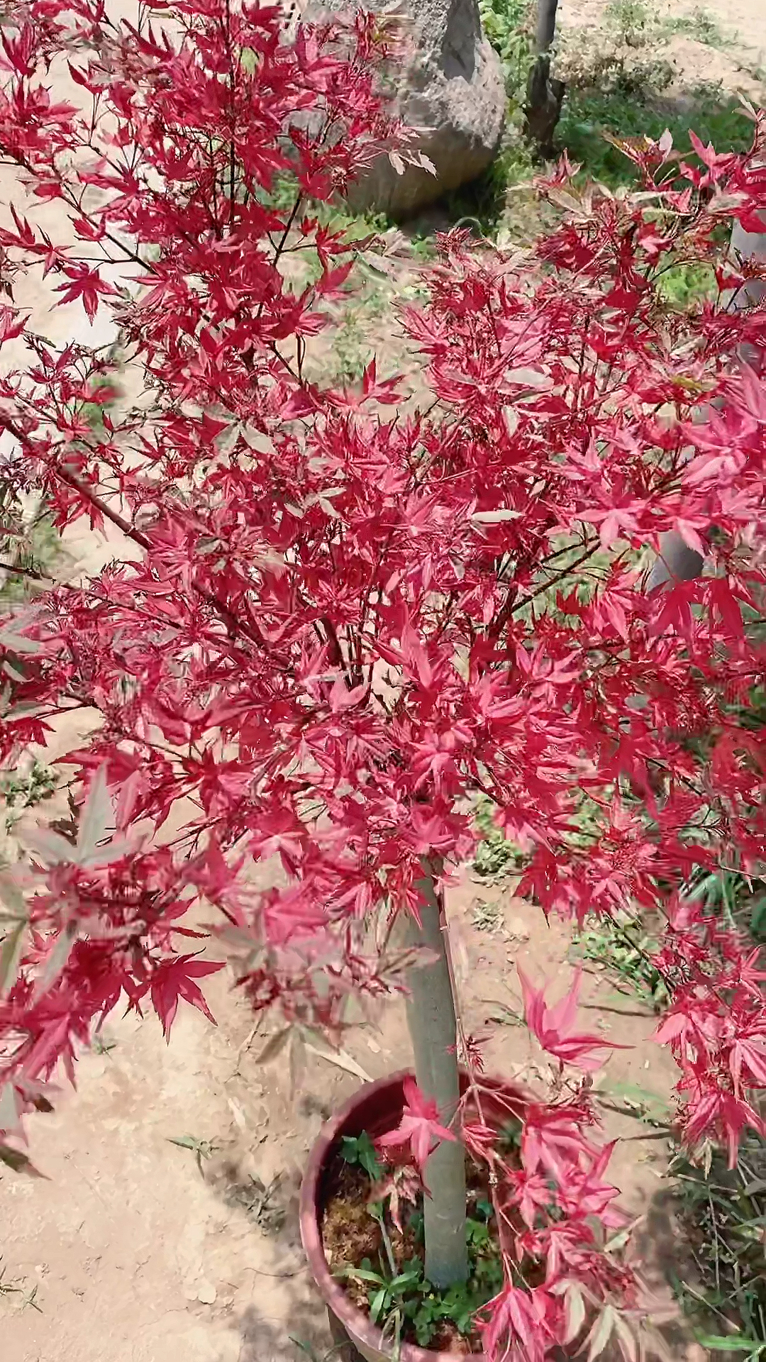 红小袖枫树#红小袖枫树,庭院别墅种植每天分享各种