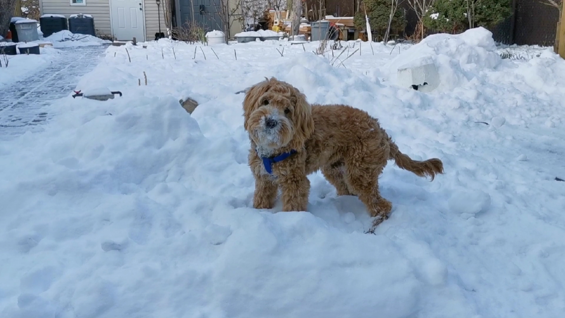 狗#可卡颇犬聪明的宠物狗