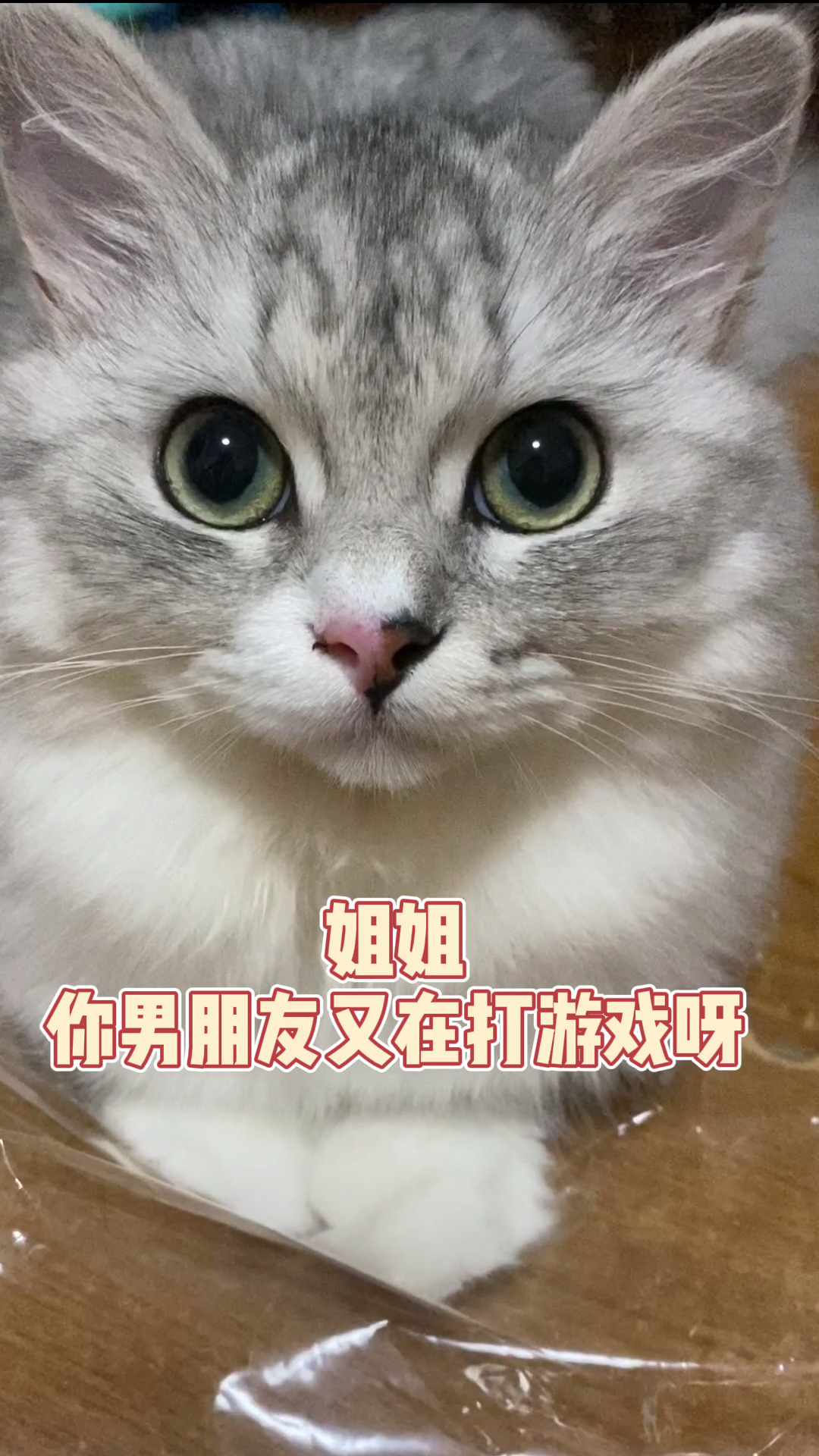 猫#姐姐我是你的小迷妹呀
