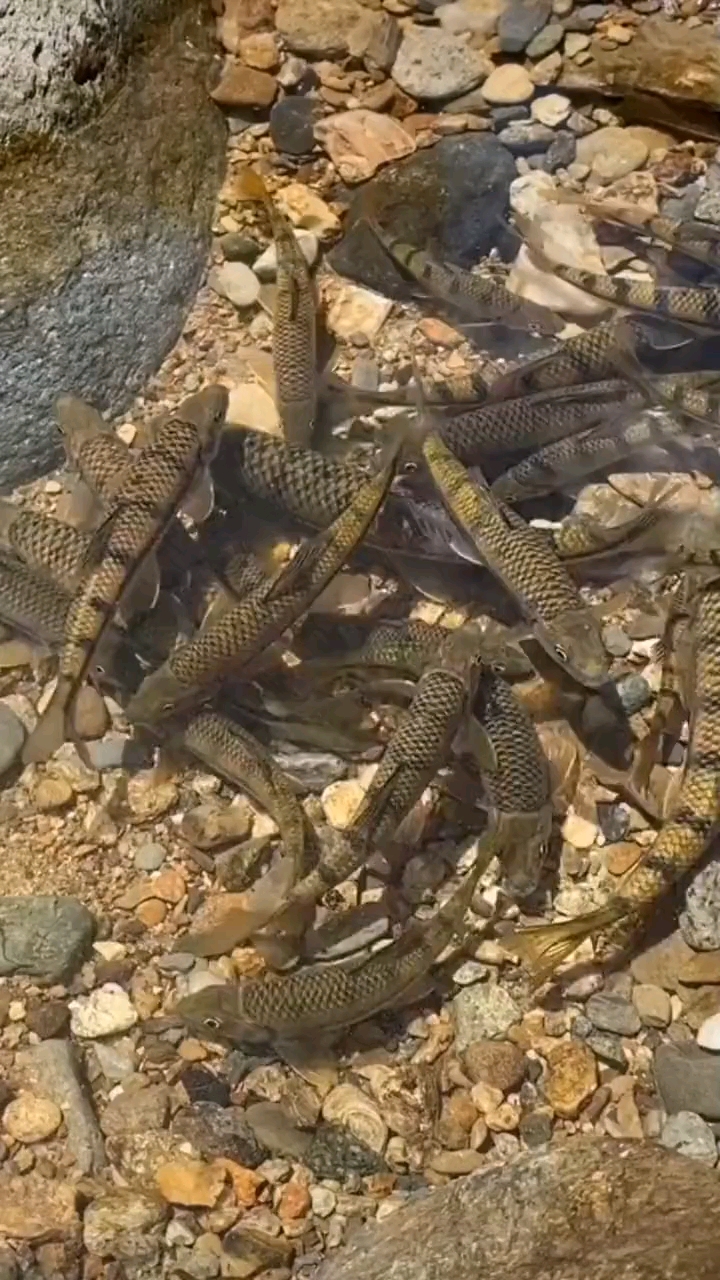 动物百科视频#鱼:河里野生的小鱼,不知道名字