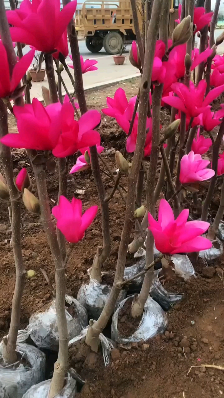 娇红一号玉兰耐寒耐旱南北方都可以栽植