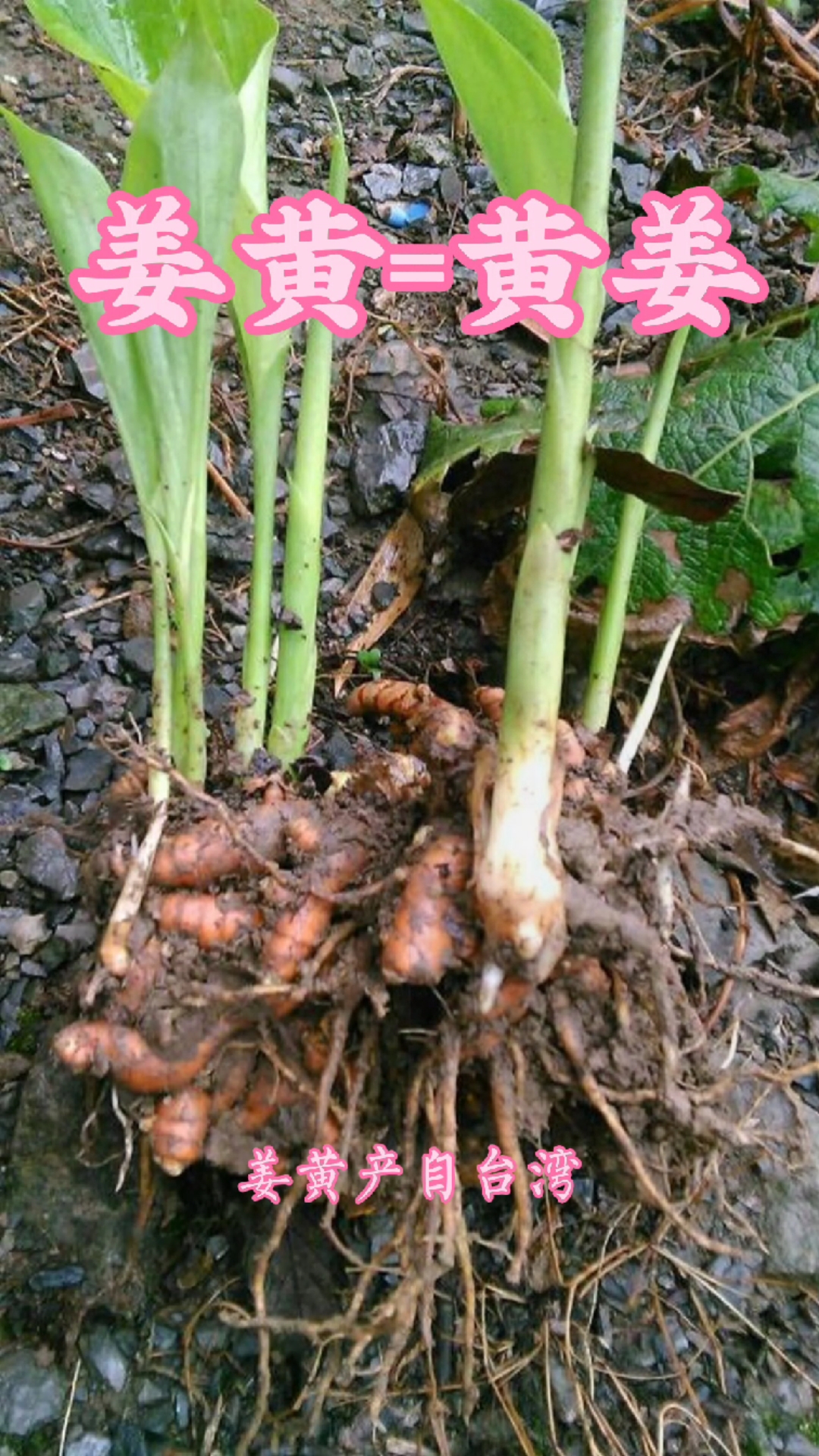 野生草药姜黄又名黄姜