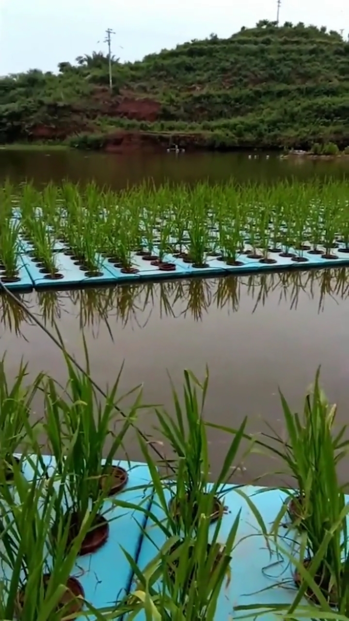 水上种水稻
