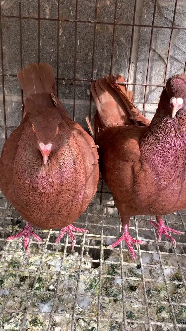 记录我的农村生活#鸽子大体中国红元宝鸽,抓一公一母回家下蛋繁殖