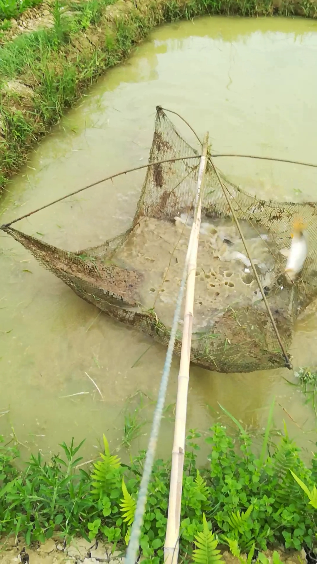 户外抓鱼搬罾抓到大货就是刺激