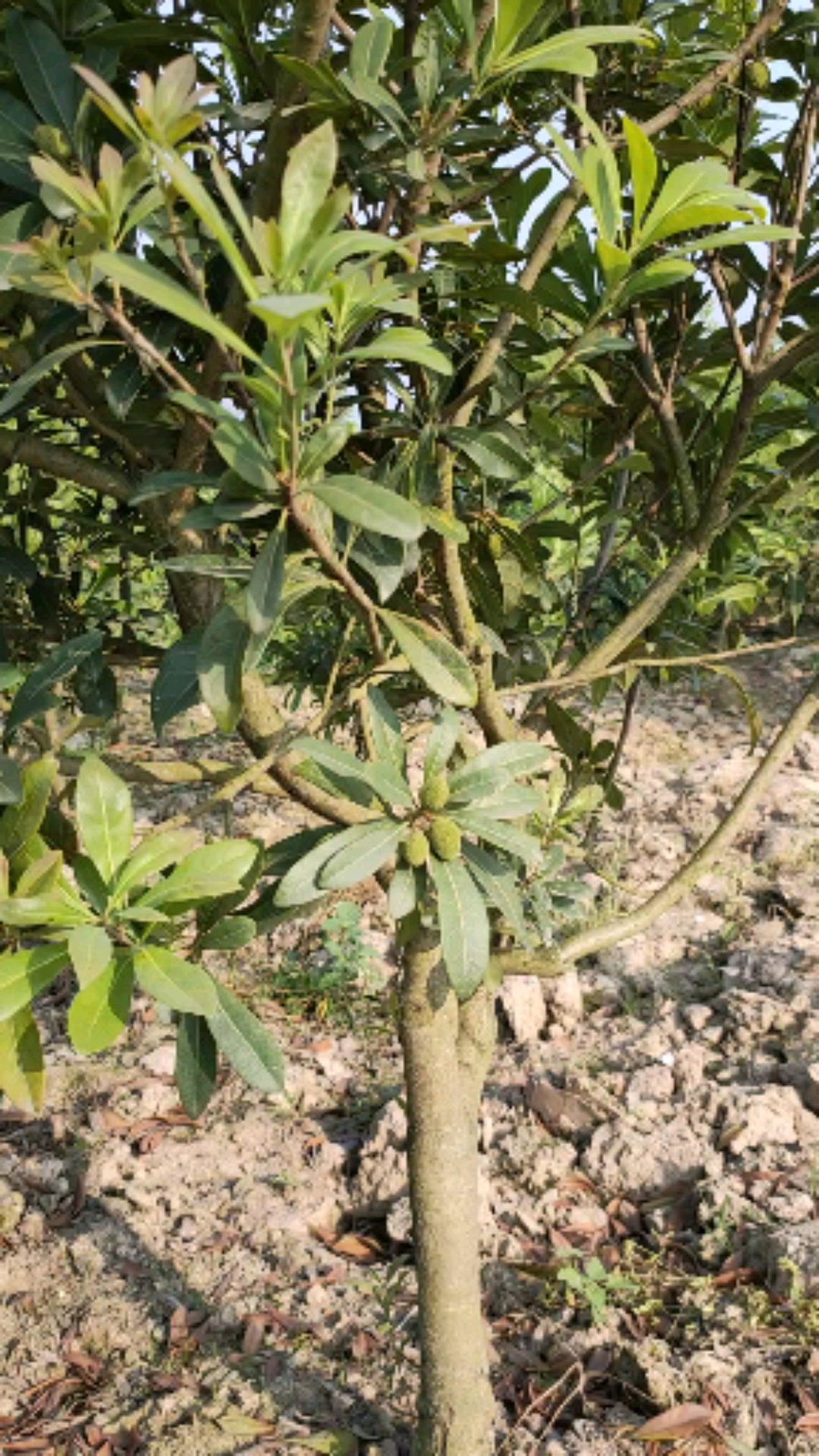 杨梅#杨梅苗东魁杨梅树苗果苗种植管理