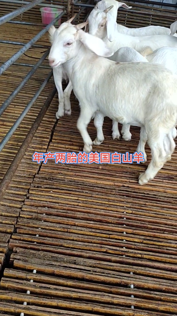 美国白山羊#山羊中的精品大白山羊繁殖快抗病强,圈养放养都可以
