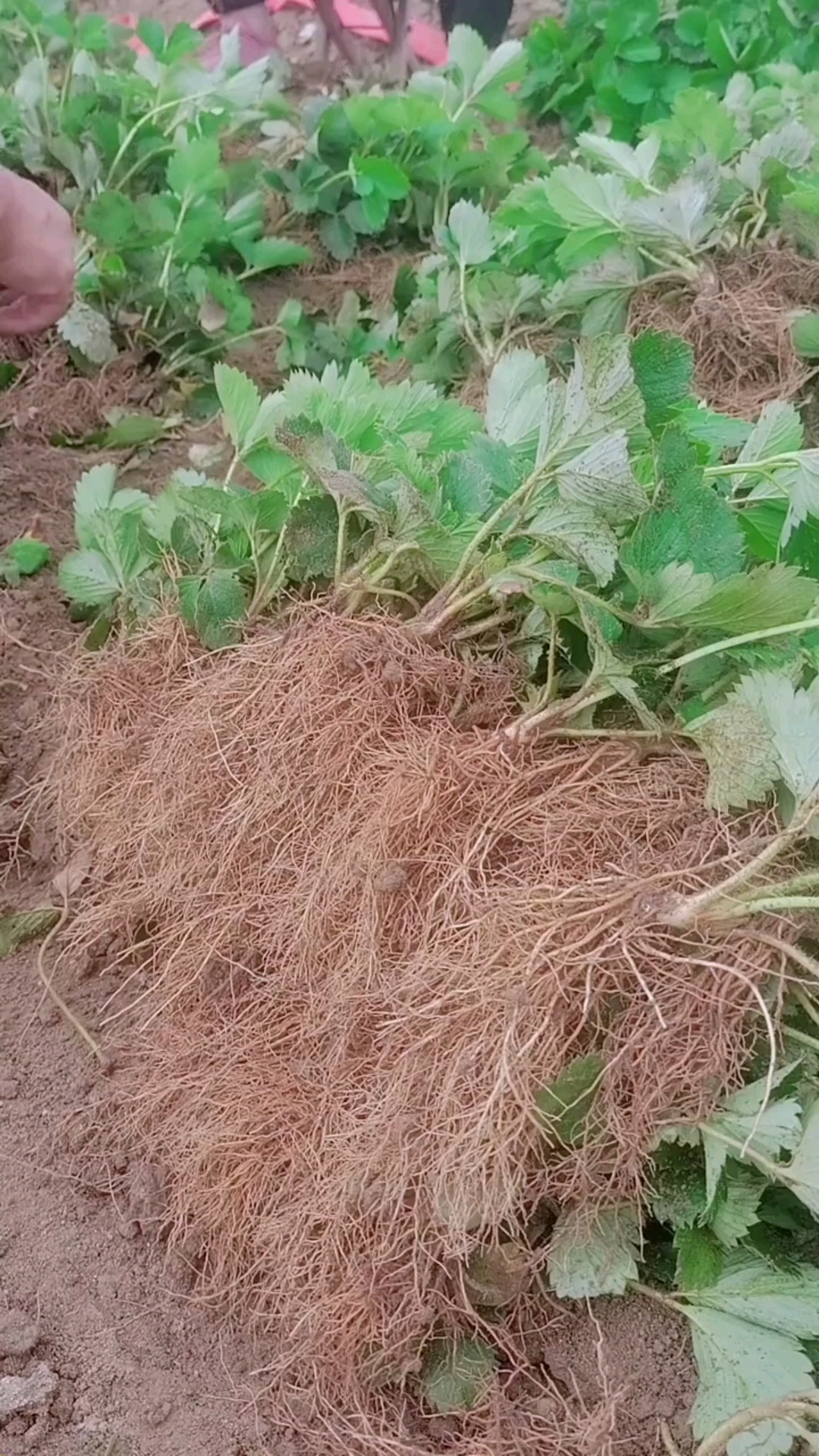 矮粗壮的假植草莓苗,缓苗快花芽分化好