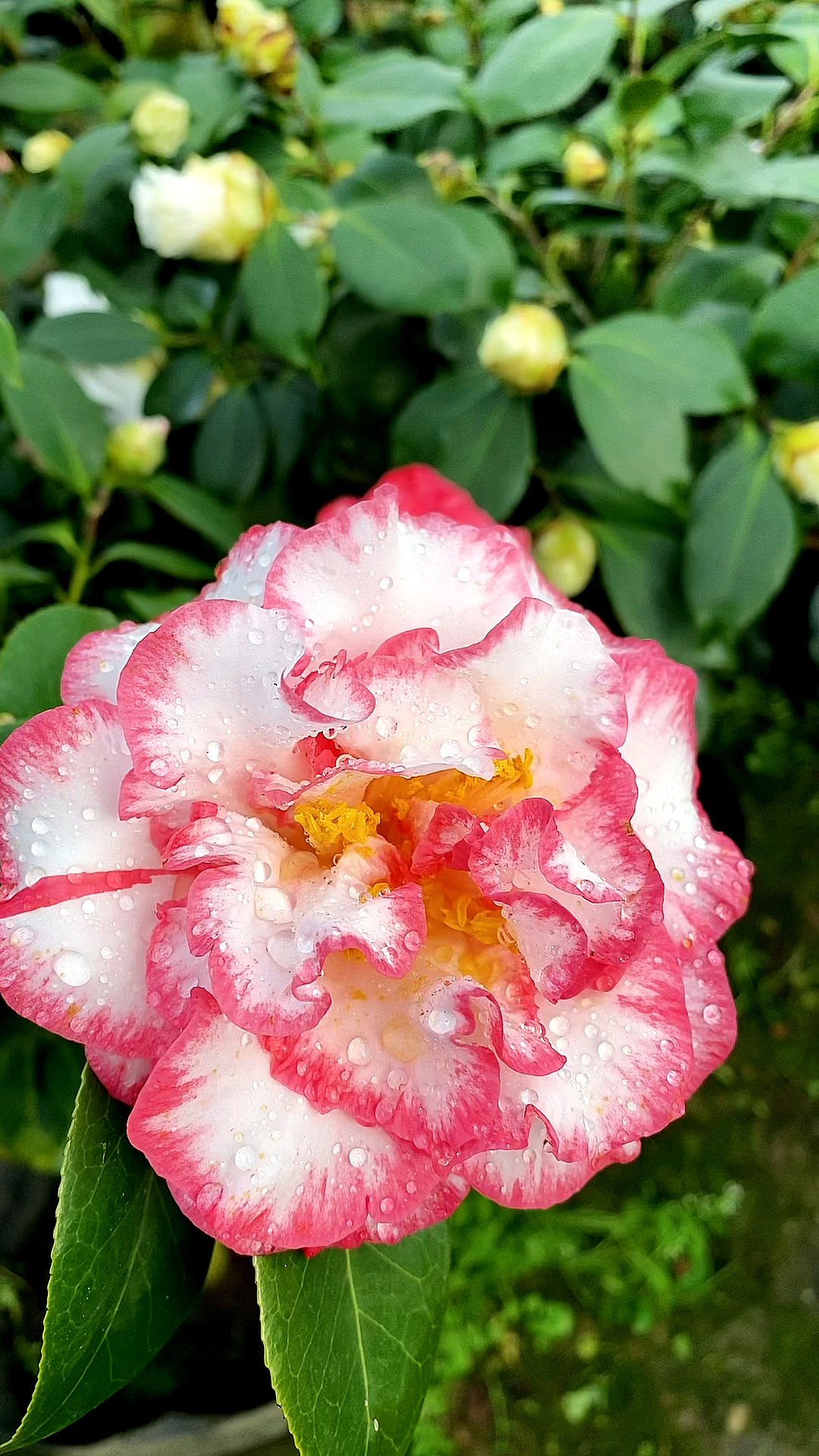 超级贝蒂茶花开品鉴赏!