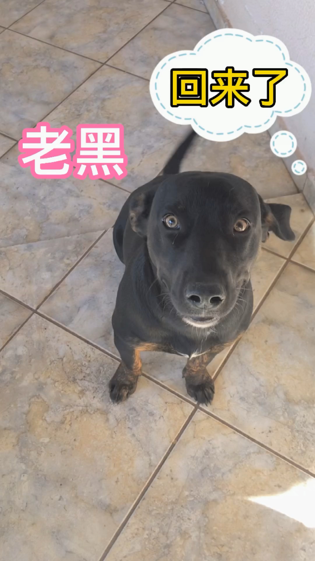 记录生活##萌宠昨晚老黑回来了,把它领进门先养着.看它会不会适应?