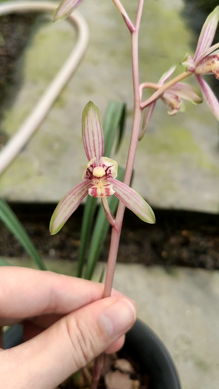 兰花小站#建兰千霞冠