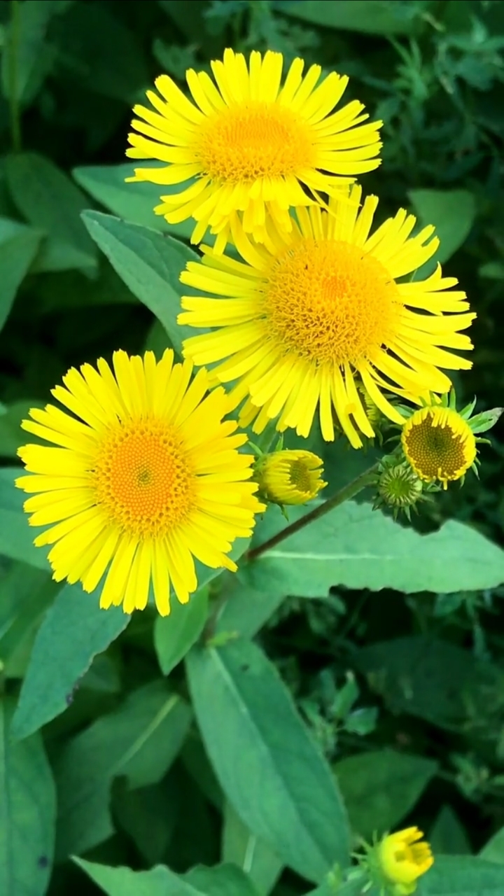 今日份的自拍#美美哒清新脱俗