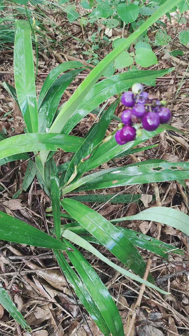 剧毒植物山菅兰图片