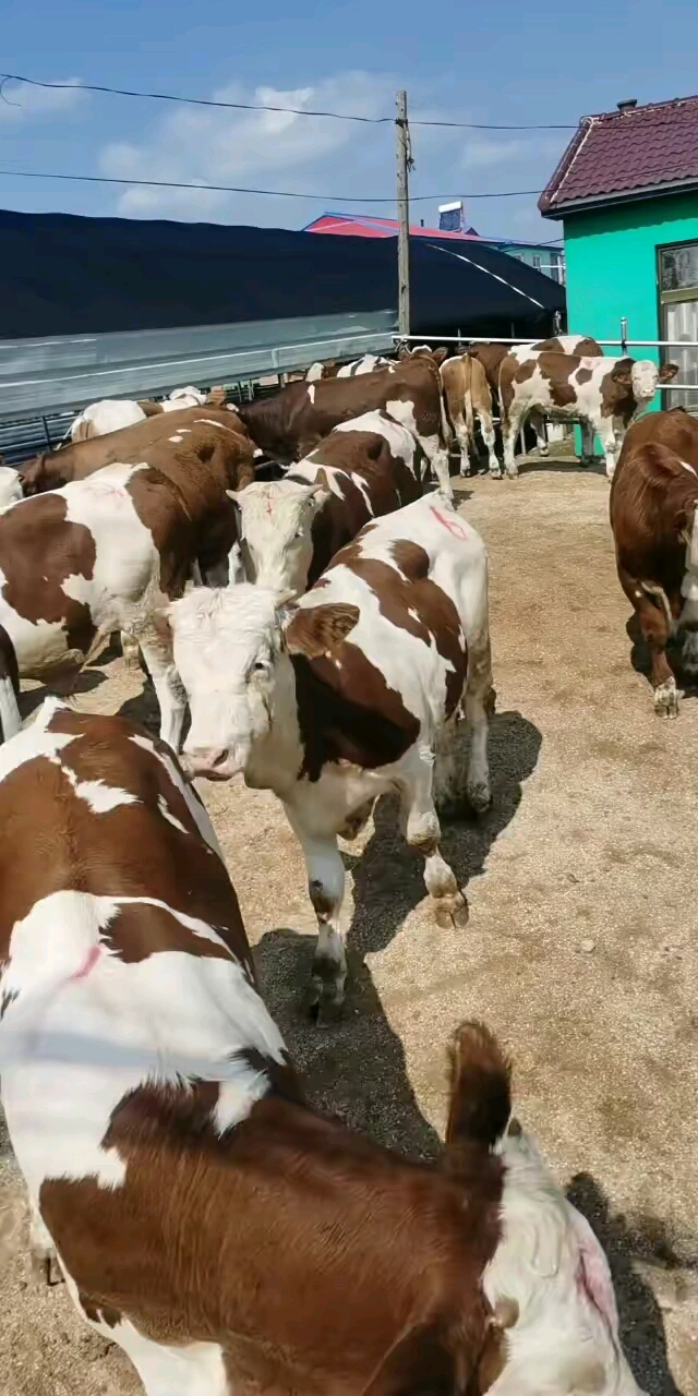 优质西门塔尔四代育肥小公牛,育肥首选