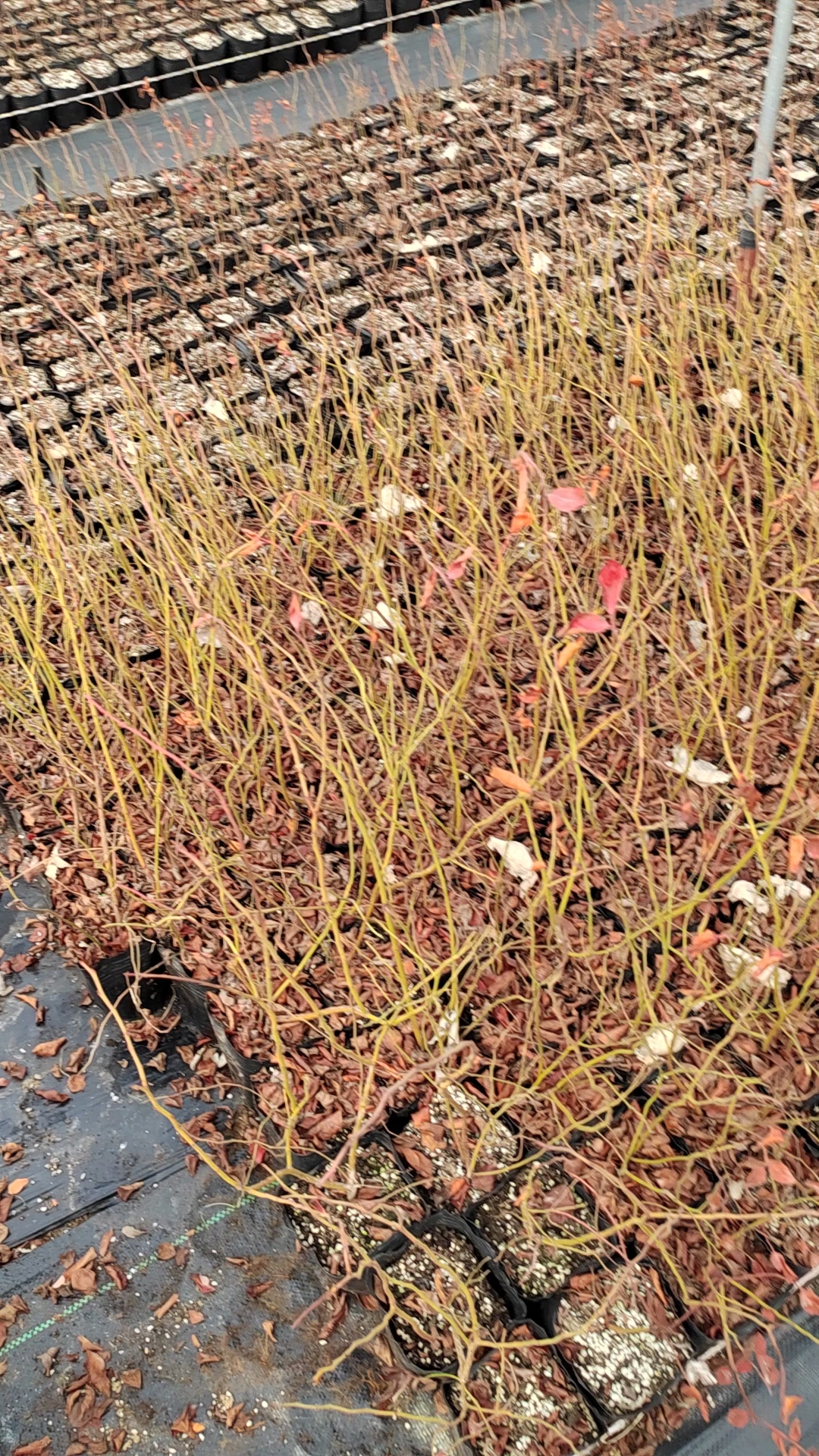 蓝丝带蓝莓苗品种北高丛蓝莓苗品种