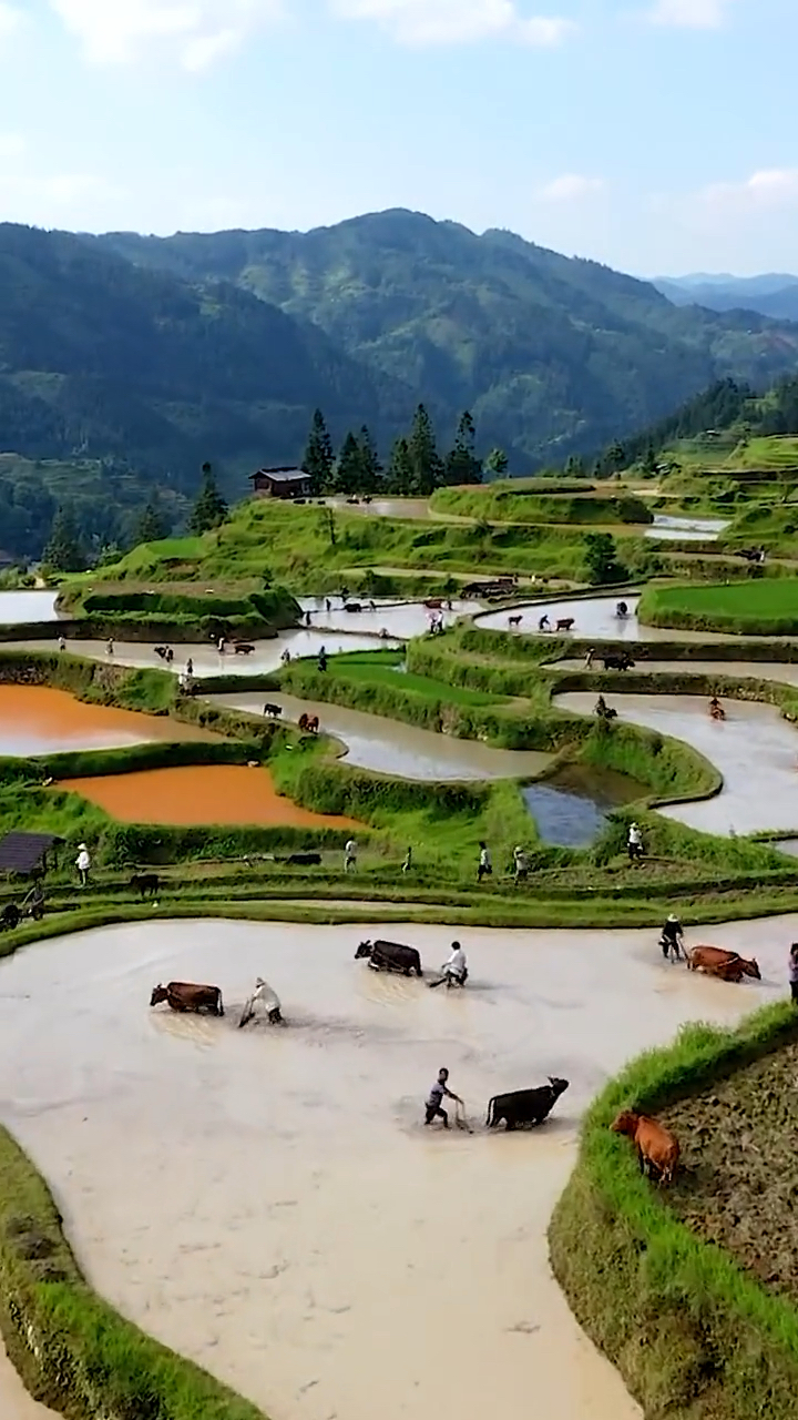 羊洞村牛耕部落#上千头牛同时耕田,这种热火朝天的场面,很难再见到了