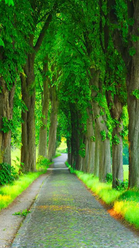 风景手机摄影旅行林荫小道静幽幽,参天大树碧油油.鸟鸣欢歌啼不尽