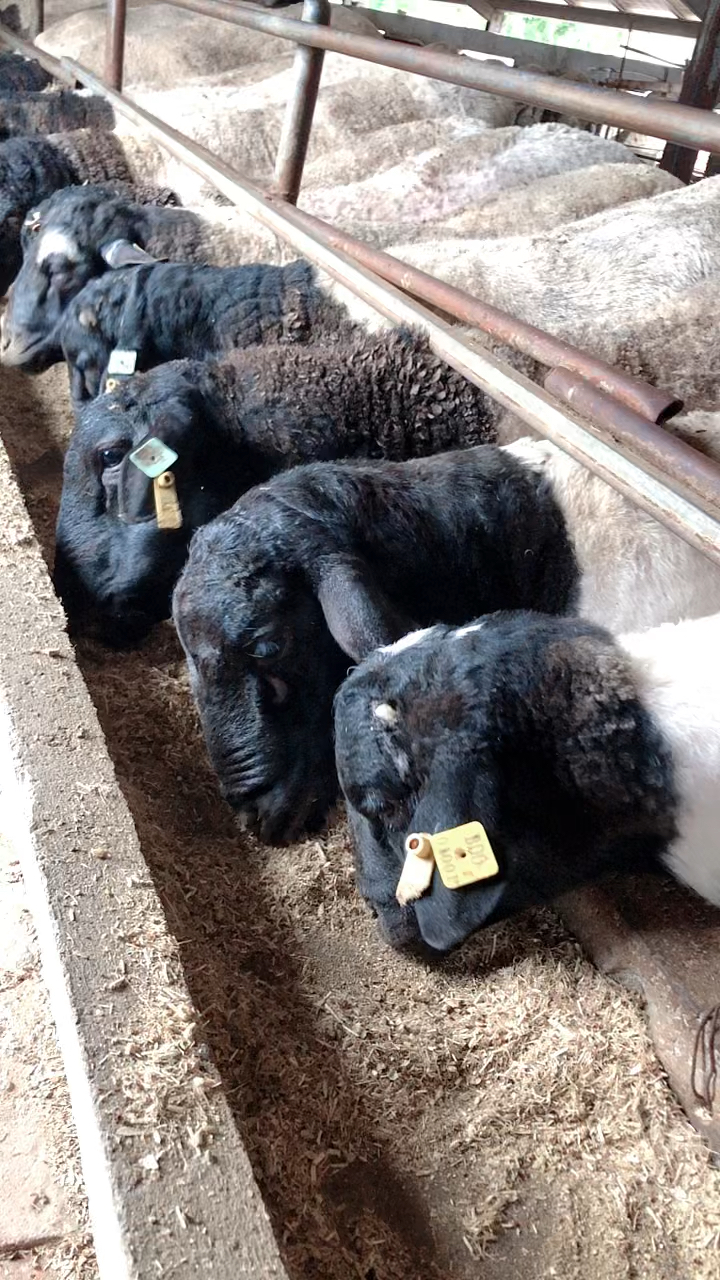 这大黑头种公羊,精力充沛