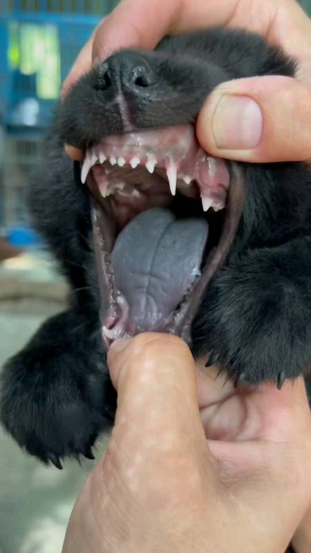 眼黑嘴黑毛黑脚掌黑舌头黑的狗名为五黑犬