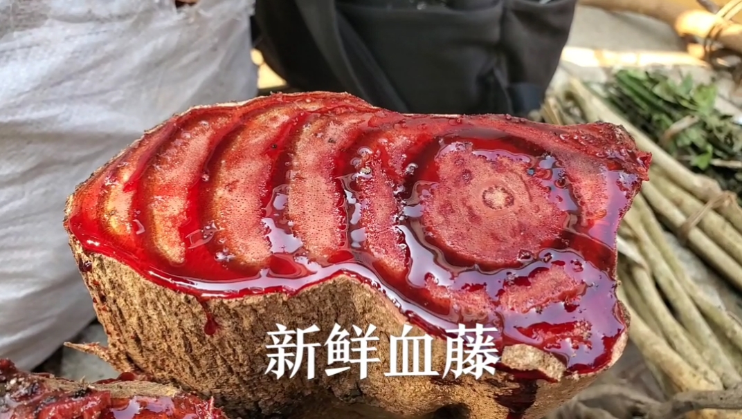 认识植物药材#新鲜血藤,太红了,你见过吗