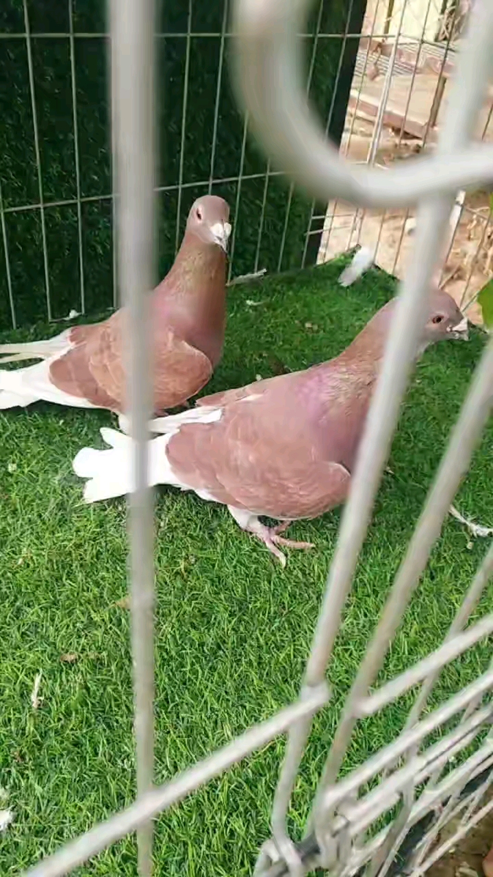 鸽魔一对漂亮的西翁信鸽这颜色太漂亮了