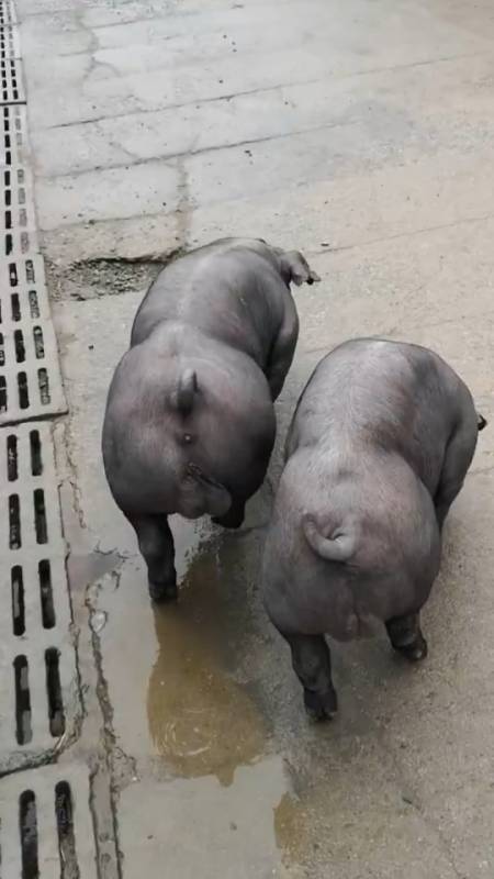 黑猪和杜洛克杂交的猪图片