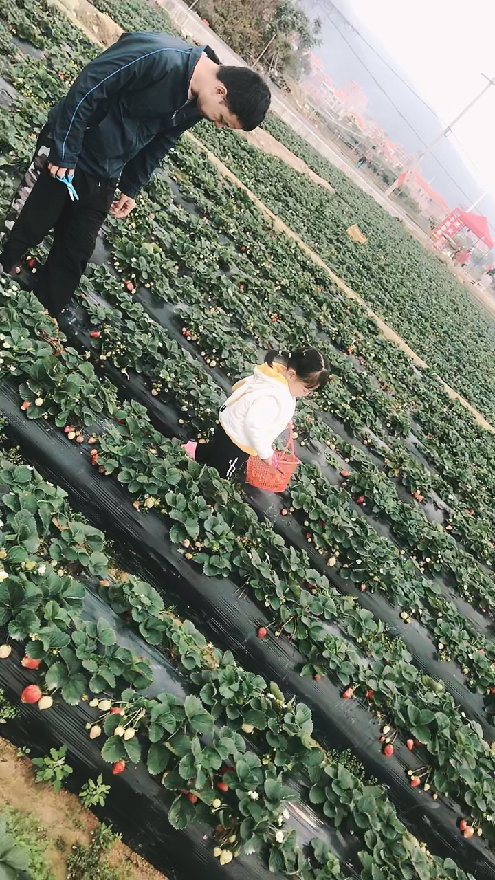 家有萌娃爱草莓的娃儿穿上雨鞋来摘草莓咯
