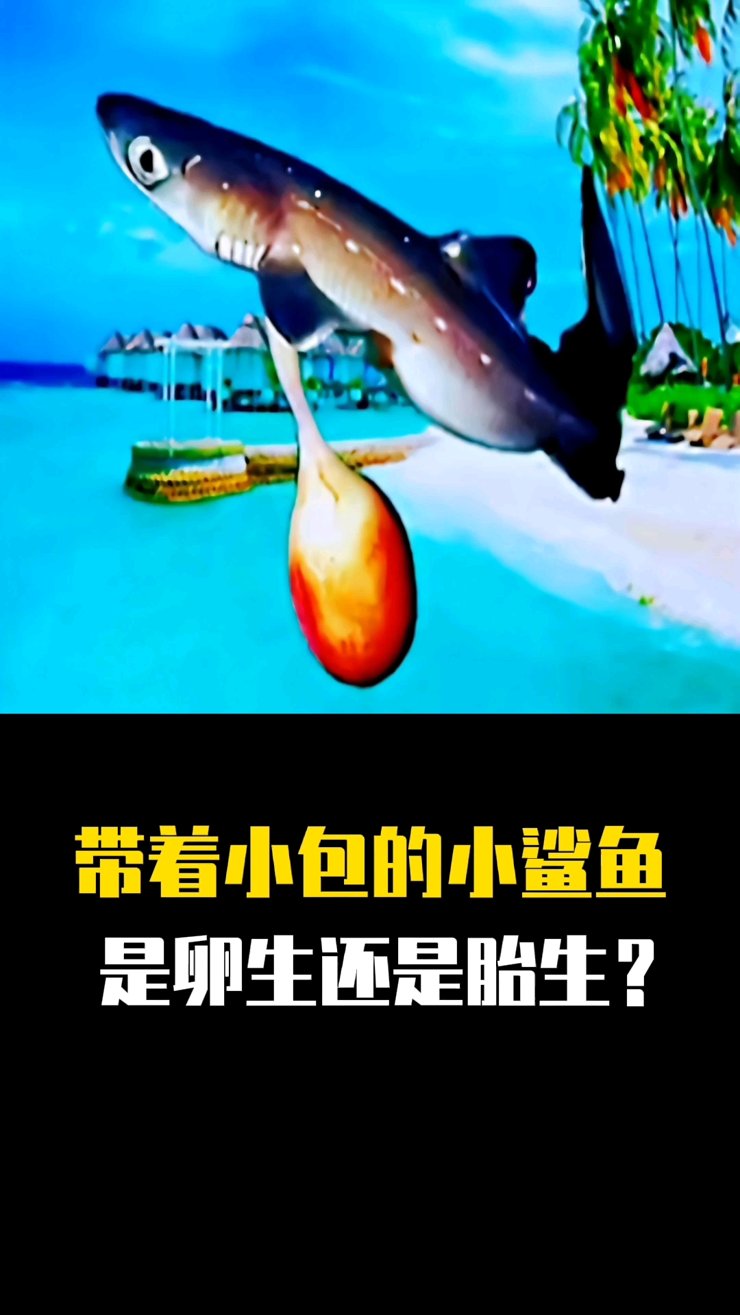 破壳计划鲨鱼的繁殖是卵生还是胎生