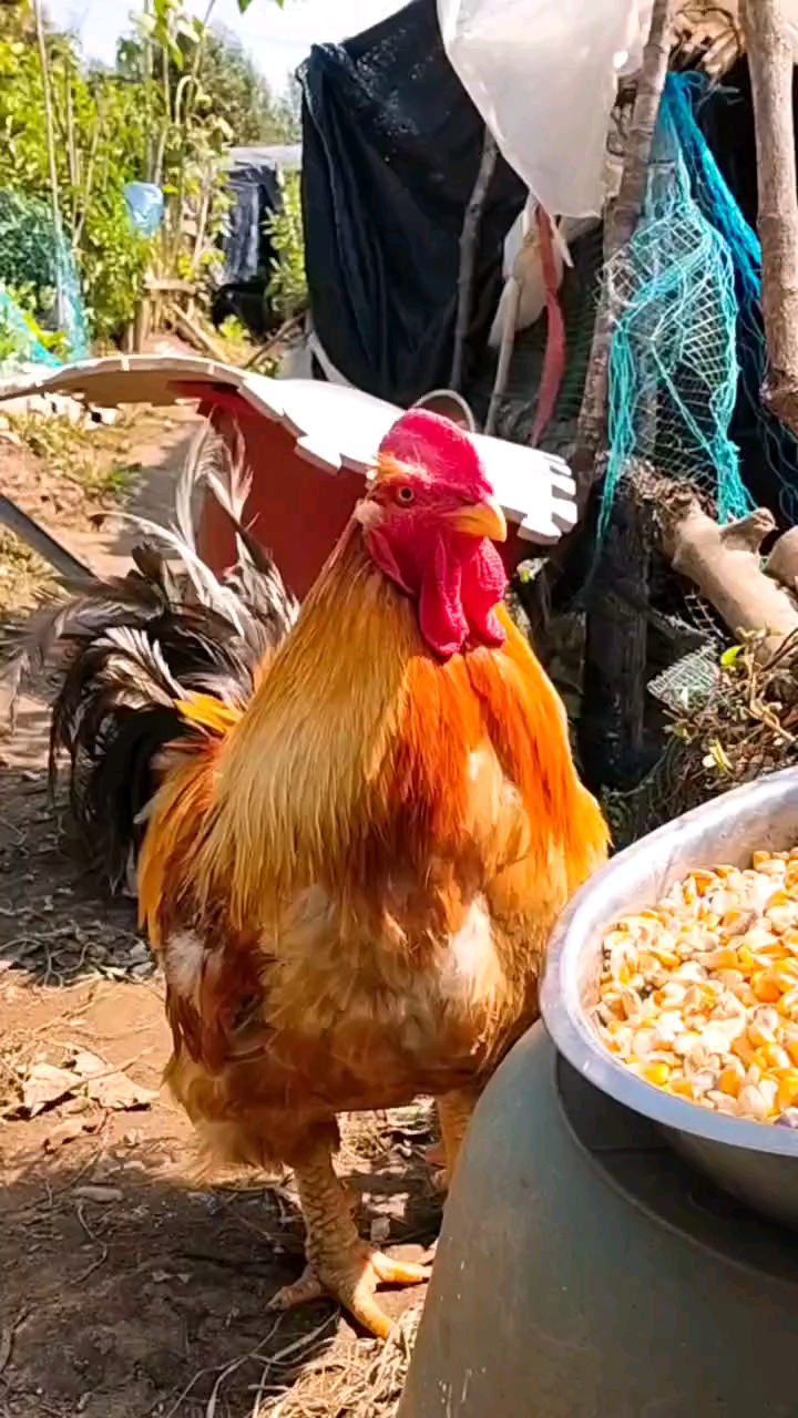 群主啊啊啊!发红包了