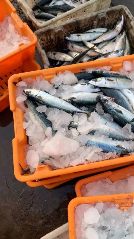 經營各種野生海鮮活對蝦活死蝦大刀魚黑魚大鮁魚海龍蝦油偏口等等