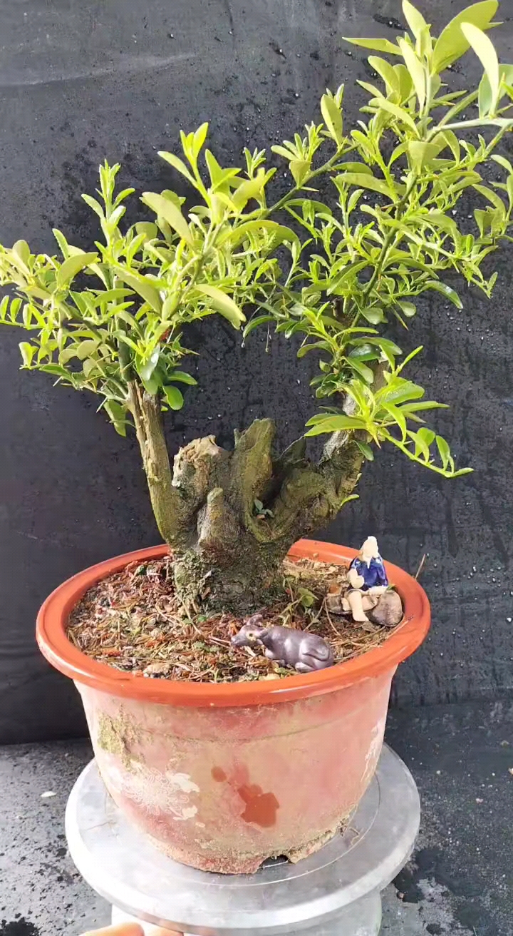 大树型金豆熟桩