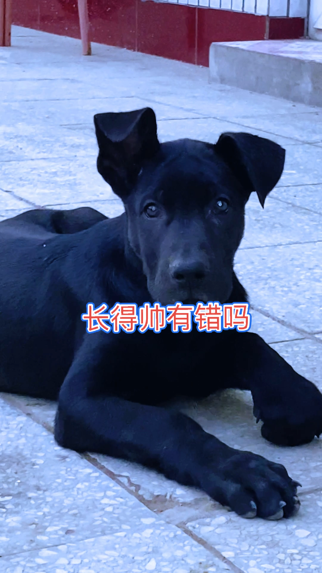 我家萌宠成精了黑狼犬公仔两个月多一点